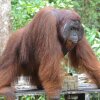 Отель Arut Riverside Orangutan Guest house, фото 49