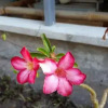Отель Rumah Isaku, фото 43