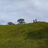 Отель Tapir Lodge, фото 14