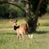 Отель Valley Lodge - Babanango Game Reserve, фото 14