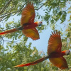 Отель Guacimo Lodge, фото 33
