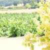 Отель Villa Vino at Poalillo Vineyards, фото 1