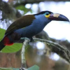 Отель Biohostal Mindo Cloud Forest, фото 19