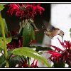 Отель Hummingbird Bed and Breakfast, фото 7