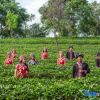 Отель Pu'Er Tea Expo Garden Hotel, фото 34