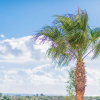 Отель VISTA ALEGRE - Villa for 6 people in MANACOR., фото 30