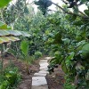 Отель Peaceful Homestay in the Middle of Fruit Garden - Rooms With Private Toilets, фото 22