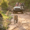 Отель Kapama Buffalo Camp, фото 21