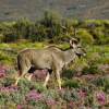 Отель Kuganha Tented Camp, фото 1