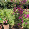 Отель B&B La Villa Mediterranea, фото 15