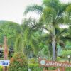 Отель Phuingchan Resort, фото 1