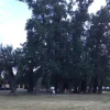 Отель Pensiunea La Plopii Fara Sot, фото 14
