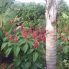 Отель Finca las Palmeras, фото 5