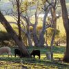 Отель Burnt Creek Cottages Mansfield, фото 16