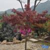 Отель Taohuatan five star homestay, фото 9