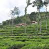 Отель Hanging Huts Resort - Kotagiri, фото 13