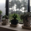 Отель V Resorts Sha Ri Loum Homestay Shillong, фото 16