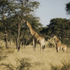 Отель Our Habitas Namibia, фото 22