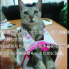 Отель Okinawa Freedom, фото 41