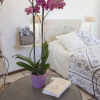 Отель Une Maison à Saint-Paul de Vence, фото 4