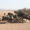 Отель Namib Naukluft Lodge, фото 8