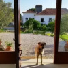 Отель Quinta da Casa Velha Agroturismo, фото 6