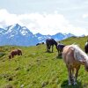 Отель Alpengasthof Praxmar, фото 17