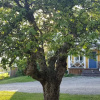 Отель Nygården Bed&Breakfast, фото 18