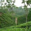 Отель Star Hill Villa Resort House, фото 8