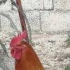 Отель Kapadokya Hatice Ana Tatil Evi, фото 19