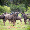 Отель Mmakuba Game Lodge, фото 32