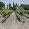 Отель Weingut Gastehaus Palkowitsch, фото 12