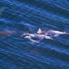 Отель Amazon Dolphin Lodge, фото 5