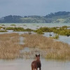 Отель The Little Farm Coromandel, фото 1