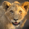 Отель Tangala Safari Camp, фото 20