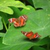 Отель Yaguas Ecolodge, фото 3