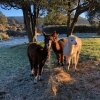 Отель Narrow Neck Creek Farmstay and B&B, фото 9