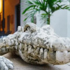 Отель Casa Cocodrilo, фото 6