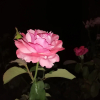 Отель The Rose Garden Villa, фото 19