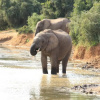 Отель Elephants Footprint Lodge, фото 19
