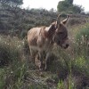 Отель Finca El Pocico, фото 37