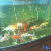 Отель Shunhang Hotel (Harbin Taiping International Airport Branch), фото 12