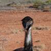 Отель Ningaloo Bed and Breakfast, фото 2