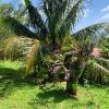 Отель Maison d'une chambre avec jardin clos et wifi a Riviere Salee a 6 km de la plage, фото 10