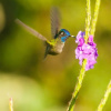 Отель Birdsong Villa, фото 17