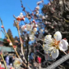 Отель Narita Higashiya Hotel, фото 4