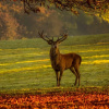 Отель Les 12 Bois du Cerf, фото 25