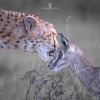 Отель Mara Major Camp, фото 32