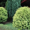 Отель Pensiunea Baroc Sibiu, фото 12