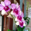 Отель Bua Guest House, фото 48